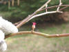 Corylus cornuta